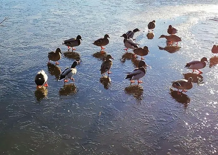 Daire Ausblick Park *